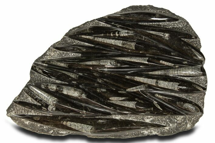 Polished Fossil Orthoceras (Cephalopod) Plate - Morocco #336154